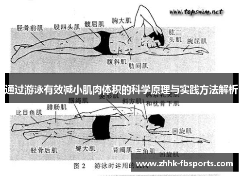 通过游泳有效减小肌肉体积的科学原理与实践方法解析 通过游泳有效减小肌肉体积的科学原理与实践方法解析